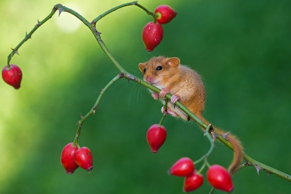 Moscardino - Hazel dormouse (Muscardinus avellanarius)