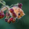 Moscardino - Hazel dormouse (Muscardinus avellanarius)