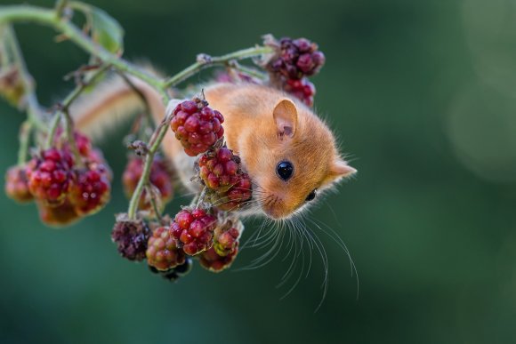 Moscardino - Hazel dormouse (Muscardinus avellanarius)