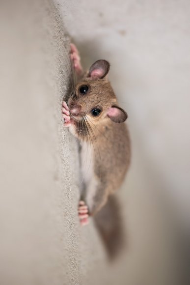 Ghiro - Dormouse (Glis glis)