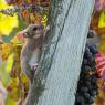 Ghiro - Dormouse (Glis glis)