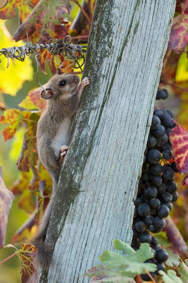 Ghiro - Dormouse (Glis glis)
