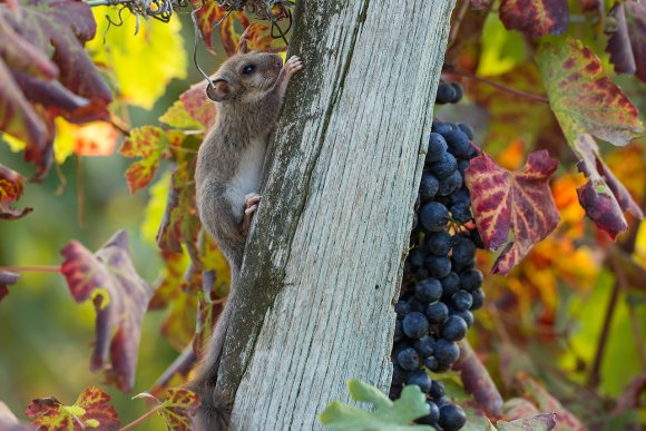 Ghiro - Dormouse (Glis glis)