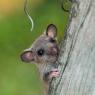 Ghiro - Dormouse (Glis glis)