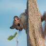 Ghiro - Dormouse (Glis glis)