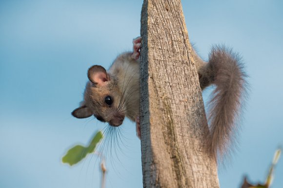 Ghiro - Dormouse (Glis glis)