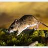 Arvicola campestre - Common vole (Microtus arvalis)