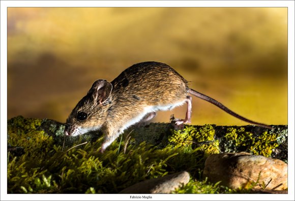 Arvicola campestre - Common vole (Microtus arvalis)