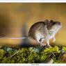 Arvicola campestre - Common vole (Microtus arvalis)