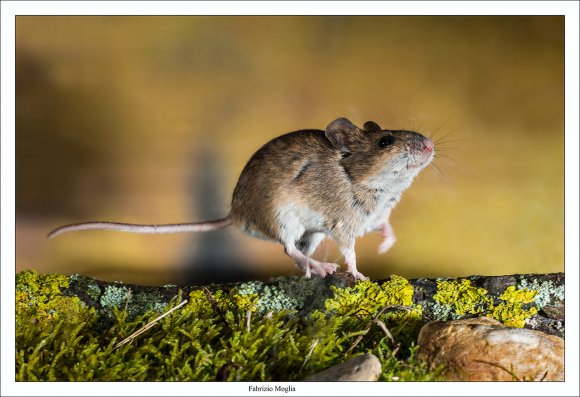 Arvicola campestre - Common vole (Microtus arvalis)