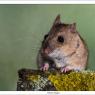 Arvicola campestre - Common vole (Microtus arvalis)