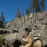 Scoiattolo striato - Chipmunk (Tamia minimus)