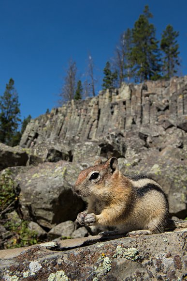 Scoiattolo striato - Chipmunk (Tamia minimus)