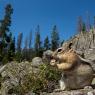 Scoiattolo striato - Chipmunk (Tamia minimus)