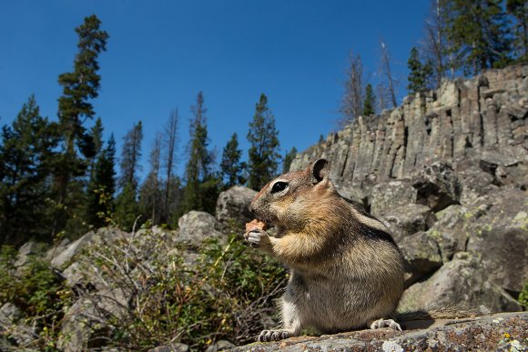 Scoiattolo striato - Chipmunk (Tamia minimus)