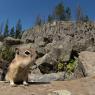 Scoiattolo striato - Chipmunk (Tamia minimus)