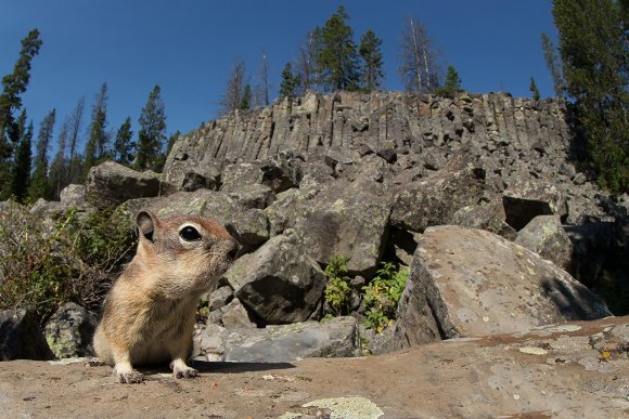 Scoiattolo striato - Chipmunk (Tamia minimus)