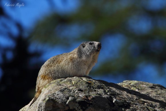 Marmotta - Alpine marmot (Marmota marmota)