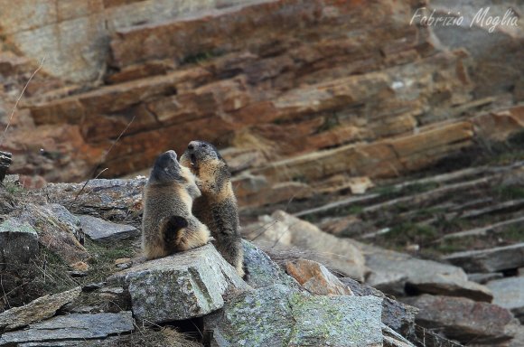 Marmotta - Alpine marmot (Marmota marmota)