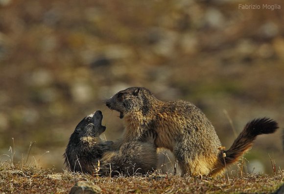 Marmotta - Alpine marmot (Marmota marmota)