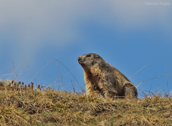 Marmotta - Alpine marmot (Marmota marmota)