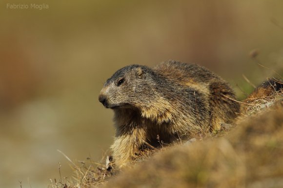 Marmotta - Alpine marmot (Marmota marmota)