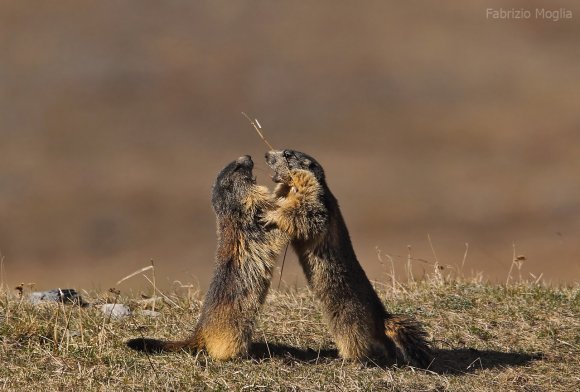 Marmotta - Alpine marmot (Marmota marmota)