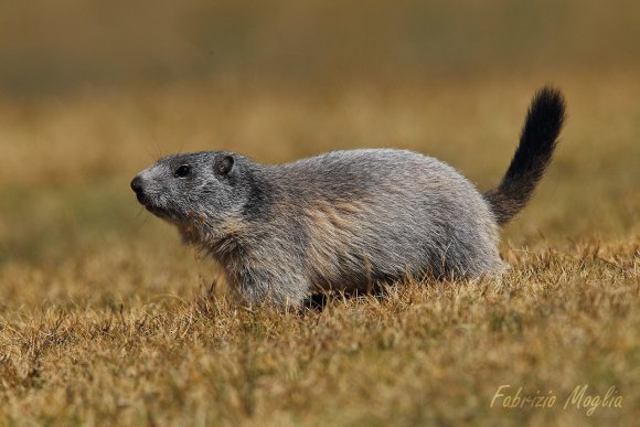 Marmotta - Alpine marmot (Marmota marmota)