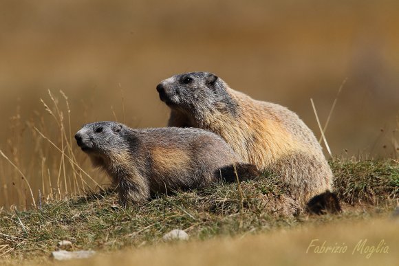 Marmotta - Alpine marmot (Marmota marmota)