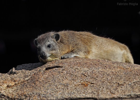 Procavia delle rocce - Rock hyrax (Procavia capensis)