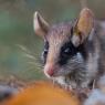 Topo quercino - Garden dormouse (Eliomys quercinus)