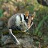 Topo quercino - Garden dormouse (Eliomys quercinus)