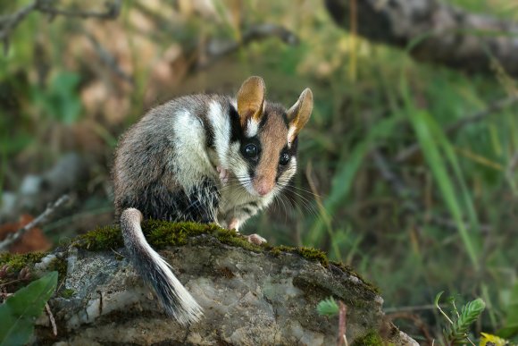 Topo quercino - Garden dormouse (Eliomys quercinus)