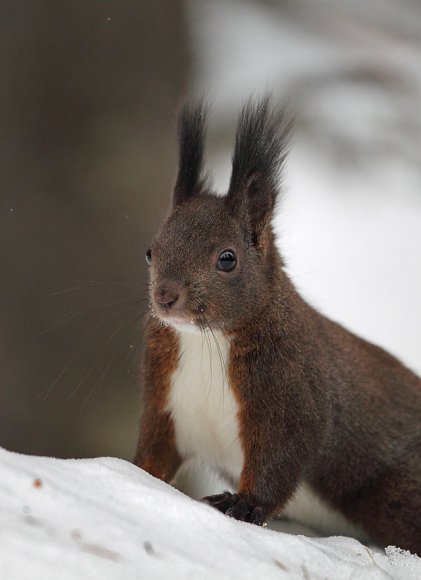 Scoiattolo - Eurasian red squirrel (Sciurus vulgaris)