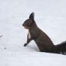 Scoiattolo - Eurasian red squirrel (Sciurus vulgaris)