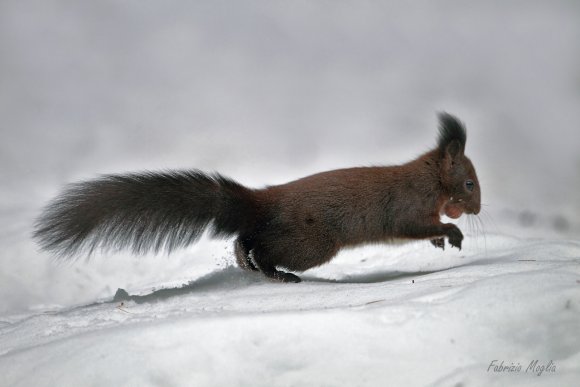 Scoiattolo - Eurasian red squirrel (Sciurus vulgaris)