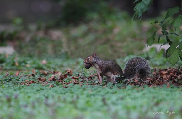 Scoiattolo grigio - Common name eastern gray squirrel (Sciurus carolinensis)