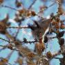 Scoiattolo - Eurasian red squirrel (Sciurus vulgaris)