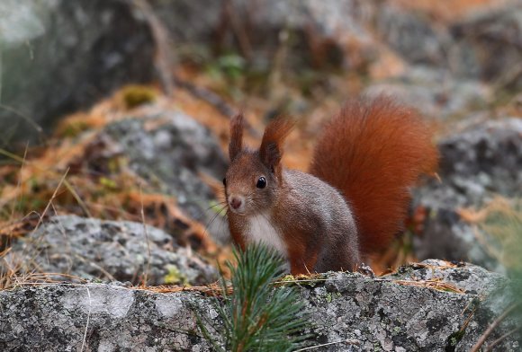 Scoiattolo - Eurasian red squirrel (Sciurus vulgaris)