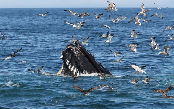 Megattera - Humpback whale (Megaptera novaeangliae)