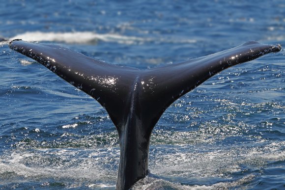 Megattera - Humpback whale (Megaptera novaeangliae)