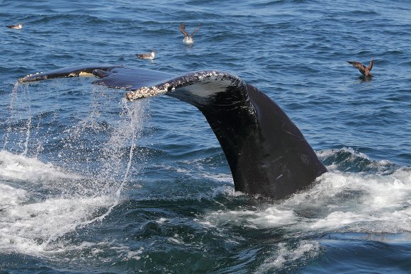 Megattera - Humpback whale (Megaptera novaeangliae)