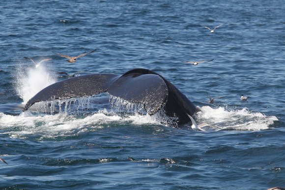 Megattera - Humpback whale (Megaptera novaeangliae)