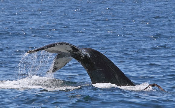 Megattera - Humpback whale (Megaptera novaeangliae)