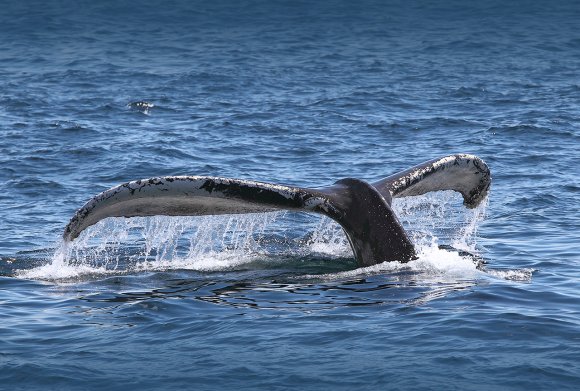 Megattera - Humpback whale (Megaptera novaeangliae)