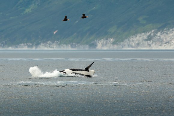 Orca - Killer whales (Orcinus orca)