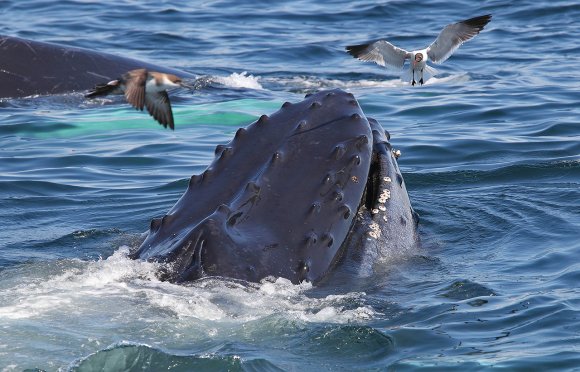 Megattera - Humpback whale (Megaptera novaeangliae)