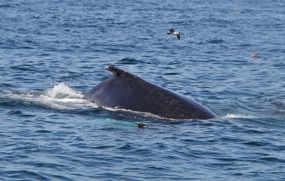 Megattera - Humpback whale (Megaptera novaeangliae)