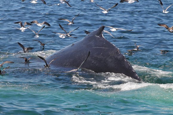 Megattera - Humpback whale (Megaptera novaeangliae)