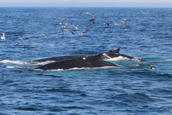 Megattera - Humpback whale (Megaptera novaeangliae)